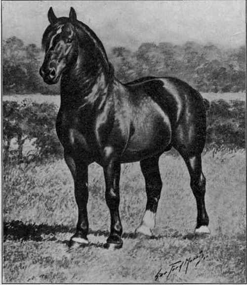 Percheron stallion, Calypso 25017 (44577).
