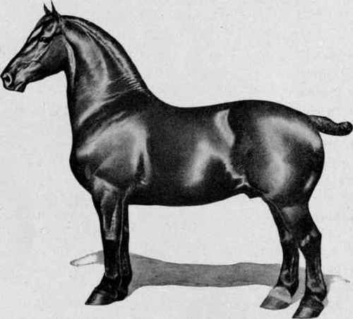 Percheron stallion, Picador 27370 (48373).