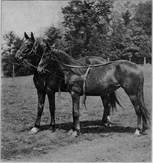 Receiving their first lesson.