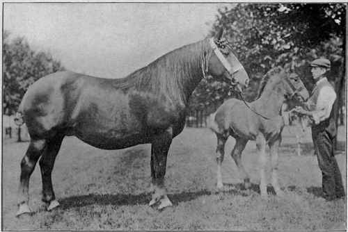 Suffolk Punch mare, The Lady, and foal.