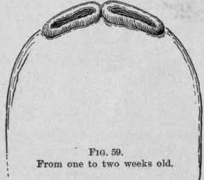 The Horse s Teeth 57