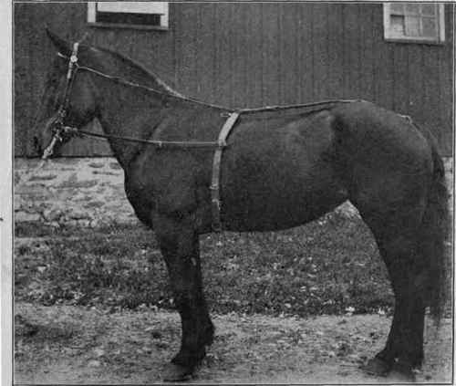 The draft colt's first lesson.