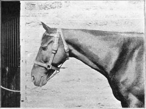 Anti slipping Head collar.