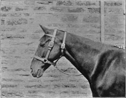 Anti slipping Head collar.