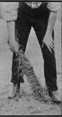 Details Of Grooming 61