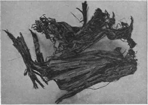 Fig  33. Cotton Grass in Peat.