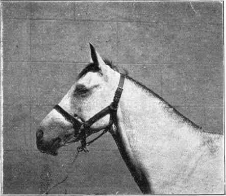 Head collar without a front.