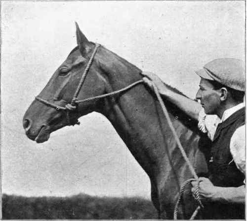 Improvised halter (near side view).