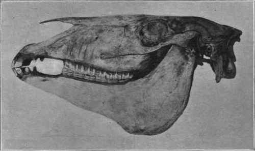 Jaws of Horse placed evenly together.