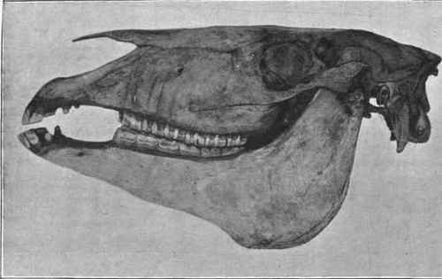 Lower Jaw moved to the left, as in Fig. 3.