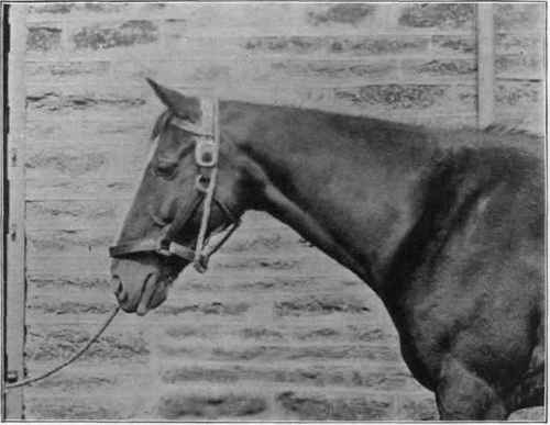 Manner in which a horse slips his head collar.