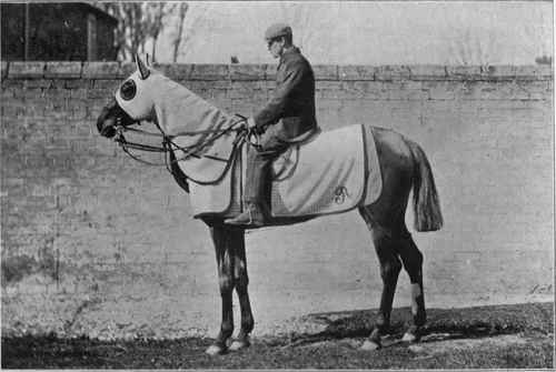 Racehorse in clothing.