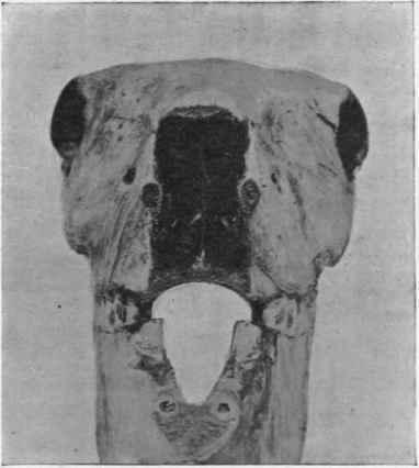 Transverse Section of Skull of Horse, immediately in front of his back teeth.
