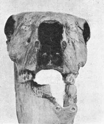 Transverse Section of Skull of Horse, showing position of back teeth when the animal is chewing on the left side of his mouth.