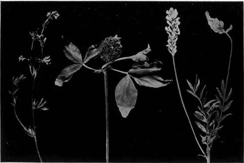   a, Bird's Foot Trefoil (Lotus corniculatus); b, Broad Red Clover (Trifolium pratense); c, Sainfoin (onobrychis sativa).