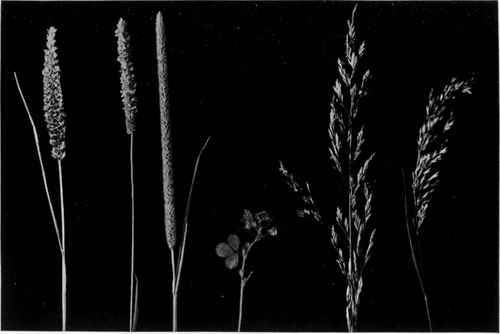 a, Crested Dogstail (Cynosurus cristatus).