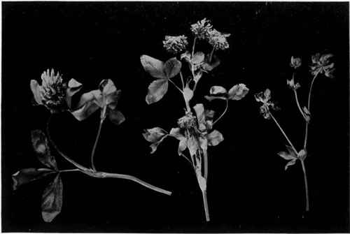 a, Hybrid Cow Clover ( Trifolium giganteum).