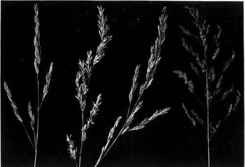 a, Red Fescue (Festuca rubru).