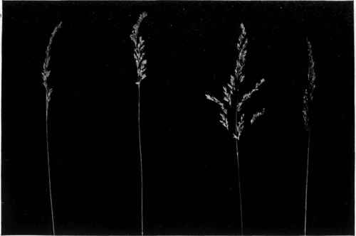   a, Sheep's Fescue (Festuca ovina); b, Fine leaved Sheep's Fescue.