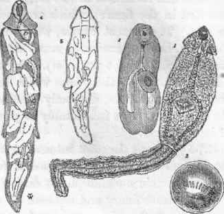 1. Cercaria echinata? of Siebold. 2. Distoma pupa, or Cercaria.