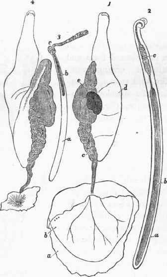 1. Male organs of the Cuttle fish (Sepia officinalis), seen from before.