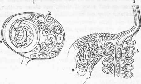 1. Sacculus of Argonaut laid open, showing the abnormal arm (Hectocotylus.)