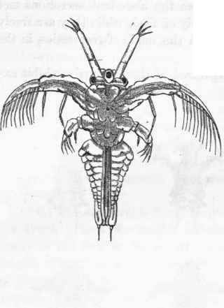 1067 Branchiopoda 266