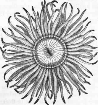 154 Tubiporidae 48