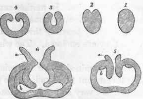 154 Tubiporidae 50