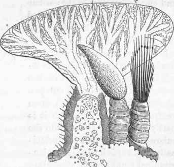 642 Dorsibranchiata 149