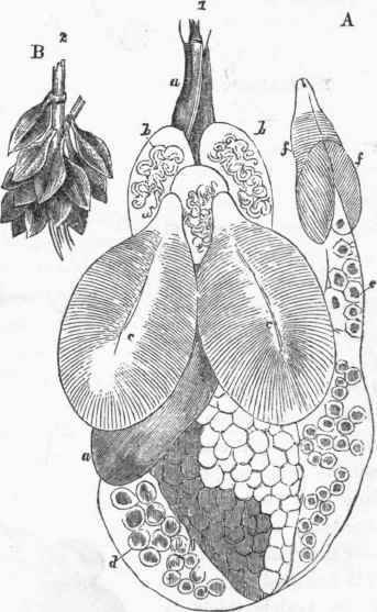 A. Generative organs of the female Cuttle fish. B. A bunch of eggs.