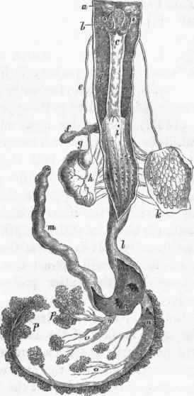 Alimentary canal of Buccinum.