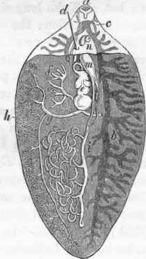 Anatomy f Distoma. a, anterior sucker and oral orifice; b, alimentary canal.