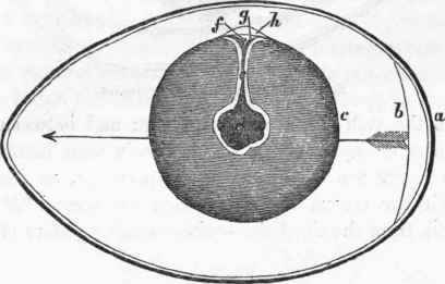 Anatomy of the egg.