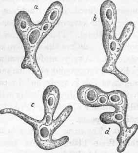 Aniaba, showing the vacuoles in its sareodic substance, a, b, c, d, some of the various shapes which it assumes.