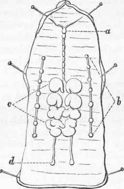 Arrangement of the sexual organs in an Earthworm. (After Duges.)