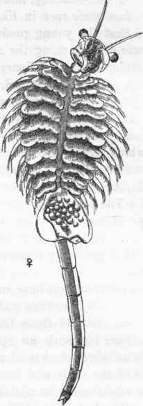 Artemia salinus.