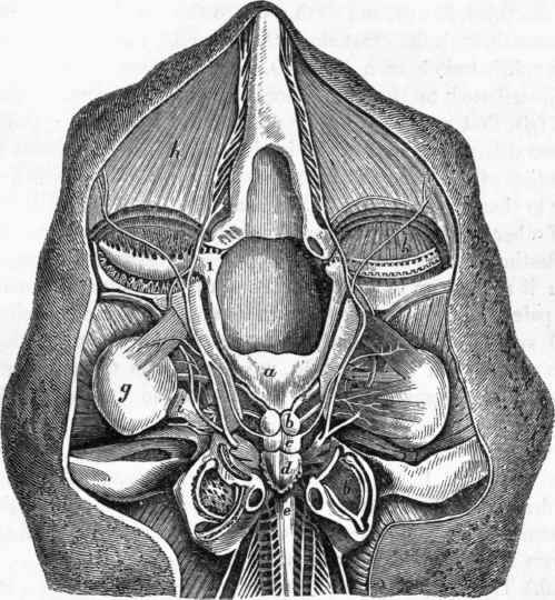 Brain and cerebral nerves of the Skate: a, olfactory ganglion.