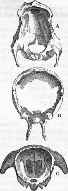 Cranial vertebrae.