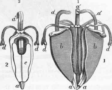 Dental system of Echinus. 1. Represents three of the pyramidal pieces forming the lantern of Aristotle.
