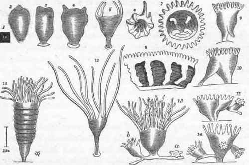 Development of Cyanea capillata.
