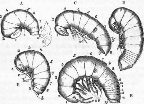 Development of the embryo in Julua terrestris. (After Newport.)
