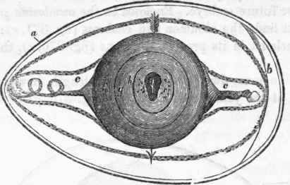 Egg at commencement of incubation.