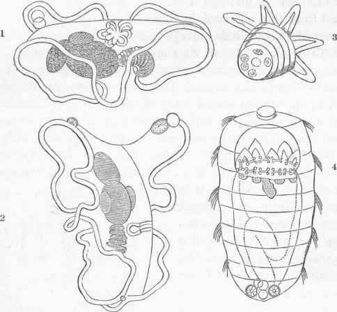 Embryology of Holothuria.