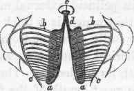 Gastric dental apparatus of Melicerta ringens.