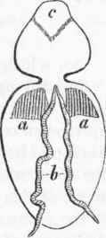Generative organs of male Spider: a a, pul monibranchiae; b, testes; o, cephalothorax.