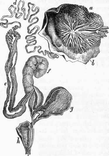 Generative organs of the male Cuttle fish. (After Cuvier.)