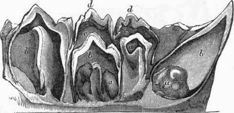 Growing teeth of a young Lion.