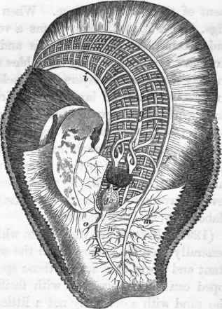 Heart and respiratory system of the Oyster.