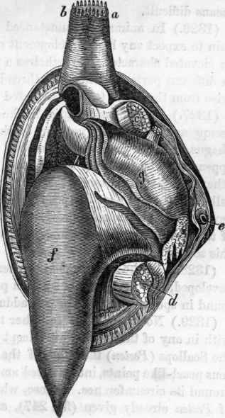 Mactra: a, b, siphons; e, hinge; c, d, adductor muscles; f, foot.
